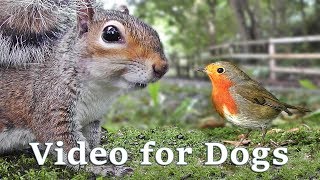 Videos for Dogs to Watch Extravaganza  Dog Watch TV  8 Hours of Birds and Squirrel Fun for Dogs ✅ [upl. by Htennaj204]