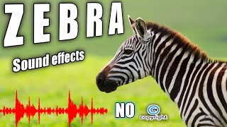 Zebra sounds zebra grimacing Zebra Sound Effects No Copyright [upl. by Legnalos]