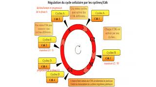 régulation cycle cellulaire [upl. by Geerts]