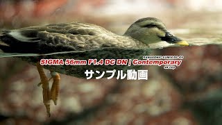 Sigma 56mm F14 DC DN  Contemporary サンプル動画 [upl. by Epps542]