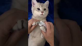 ASMR Cat Grooming asmr catgrooming funnycat funnyvideo [upl. by Justus]