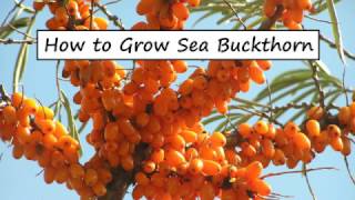 How to Grow Sea Buckthorn [upl. by Nnoryt288]