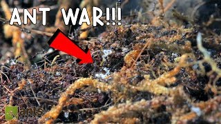 Ant War Battle Of The Three Armies [upl. by Klusek]