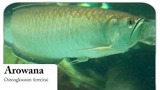 HD Arowana  Gabelbart  Osteoglossum ferreirai [upl. by Brietta]