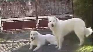 Pyrenean Mountain Dog  Great Pyrenees breed standard [upl. by Yur]