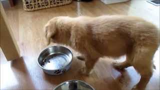 Puppy Startled While Eating Food [upl. by Christina]