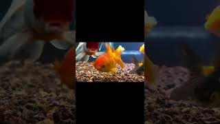 Our Oranda Goldfish [upl. by Lauber]