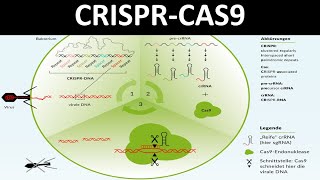 CRISPRCas  CRISPR Cas9 Ein Verfahren des Genomediting  Biologie Gentechnik Oberstufe [upl. by Robby813]