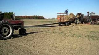 Threshing with the Farmall 300 [upl. by Todhunter]