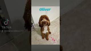 Oliver Goldendoodle doglover goldentemple goldendoodle suscribeteanuestrocanal [upl. by Araas]