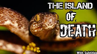 The Island Of Death ¦ The Snake Island Brazil ¦ Ilha Da Queimada Grande ¦ Sao Paolo [upl. by Kirkpatrick]