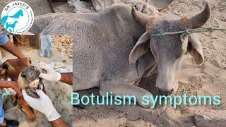 Botulism symptoms in cattle [upl. by Shana]