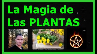 La MAGIA de las PLANTAS plantasmágicas plantasbruja [upl. by Nol15]