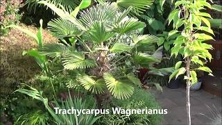 Different Trachycarpus species [upl. by Also]