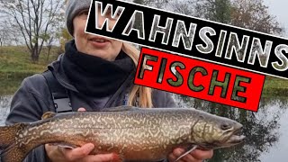 Unglaublich biss auf biss beim Salmoniden angeln und noch ein Heftigen Exoten dazu trout forelle [upl. by Formenti]