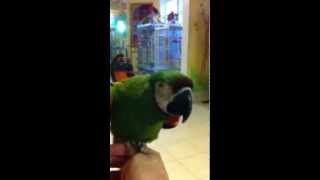 Liu the severe macaw talking at the Wilson Parrot Foundation 4 [upl. by Symon504]