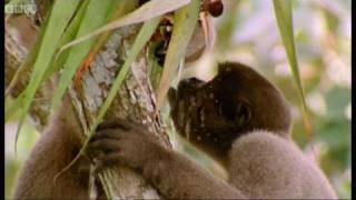 Drinking monkeys amp bathing birds  Wild South America  BBC [upl. by Rhianna568]