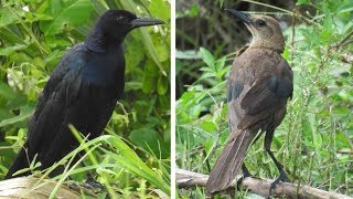 Boattailed Grackle call [upl. by Tommie]