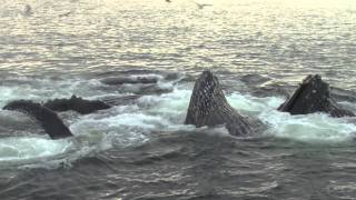 Humpback Whales Bubblenet Feeding in Alaska [upl. by Anaud]