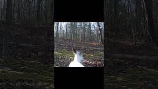 Piebald Deer ft Praise The Lord Together by The Maranatha Singers [upl. by Aubrie]