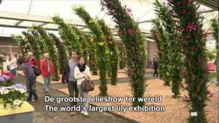 The worlds largest lily exhibition [upl. by Elbon]