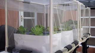 Hydroponic Kratky method outdoor growbins amp buckets Aug 3 2014 [upl. by Giacinta]