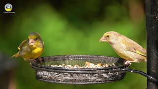 European greenfinches eat on the feeder🦜🦜🦜💛💚 [upl. by Evante]