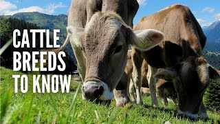 Types of Cows 20 Different Cow Breeds You Should Know [upl. by Farrica310]