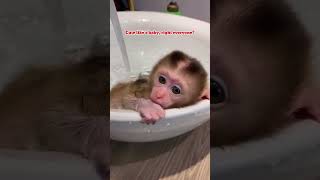 Baby monkey monkey pets rescue animals shorts [upl. by Eckblad230]