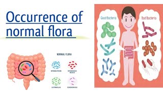 Occurrence of normal flora [upl. by Menis323]