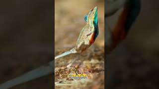 This Lizard’s Crazy Escape Technique 🦎 lizards reptiles [upl. by Chaney886]