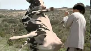 The Funny Man vs Cow Fight HQ [upl. by Ilah171]