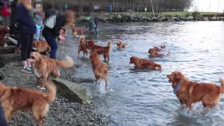 Dozens of Nova Scotia Duck Tollers in 1 place [upl. by Effy]