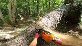 Arborist Techniques 4 Releasing wood under tensioncompression [upl. by Brandenburg]