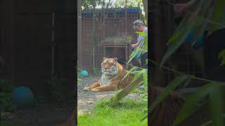 Zeus vs Atilla  🐯lion tiger whitetiger tigerking normandie [upl. by Murage]