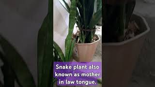 Mother in laws tongue snakeplant indoorplants gardern snakeplantpropagation plants [upl. by Ahsemac147]