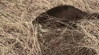 Coatimundi at Madera Canyon Arizona [upl. by Arratahs890]