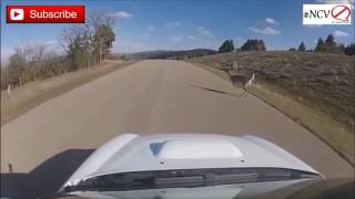 Deer Vs Cars Compilation [upl. by Bunch]