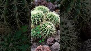 Tanaman kaktus  Masya Allah Tabarakallah shorts kaktus flora pameran flona cactus [upl. by Richart]