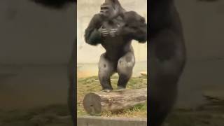 Why gorilla beats its own chest  gorilla chest [upl. by Chapland374]