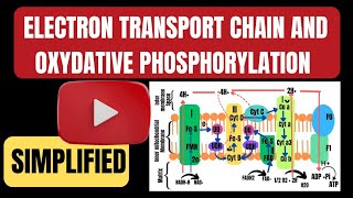 Electrone transport chain ETC Oxydative phosphorylation in hindi [upl. by Oirasan]