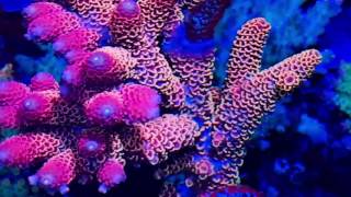 Marine Gardens 5ft Reef Tank Update 8th June 2017 [upl. by Anayra]