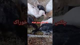 Best Chicken diet Balance diet for chicks Free vitamin for chicks growth properdiet dietarytips [upl. by Lamok]