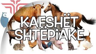 Kafshët shtepiake [upl. by Didier751]