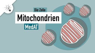 Mitochondrien  Aufbau amp Funktion  MedAT  Biologie [upl. by Landmeier]