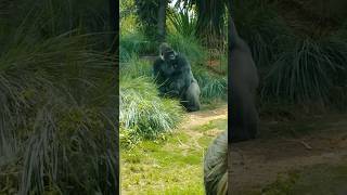 Gorilla Getting CheckUp animals columbia shorts [upl. by Lebatsirc]