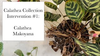 Calathea Collection Calathea Makoyana Intervention 1 Root Bound No Drainage Pests [upl. by Sacksen164]