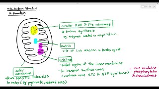 1210 Structural Adaptation of the Mitochondrion Cambridge AS A Level Biology 9700 [upl. by Egon]