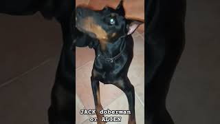 Alien or my dog dobbie Jack JackTheDobermann dobbies doberman doglover pets [upl. by Neelik]