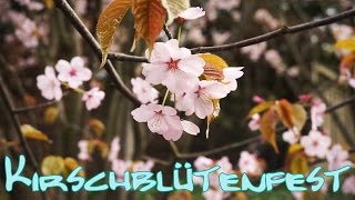 Kirschblütenfest 2016  Gärten der Welt in Berlin  Hanami [upl. by Elrod]